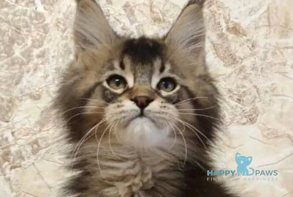 King Maine Coon male black ticked tabby live animals