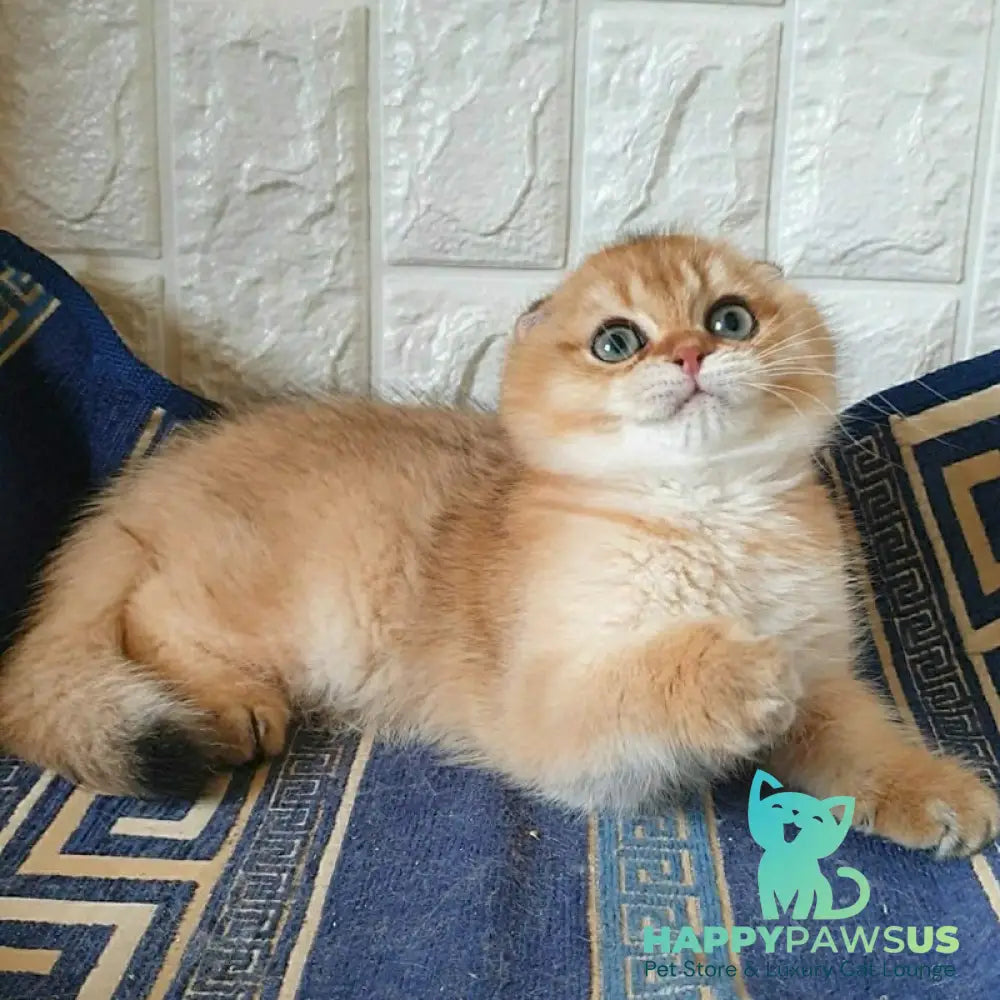 King Scottish Fold male black golden shaded - live animals