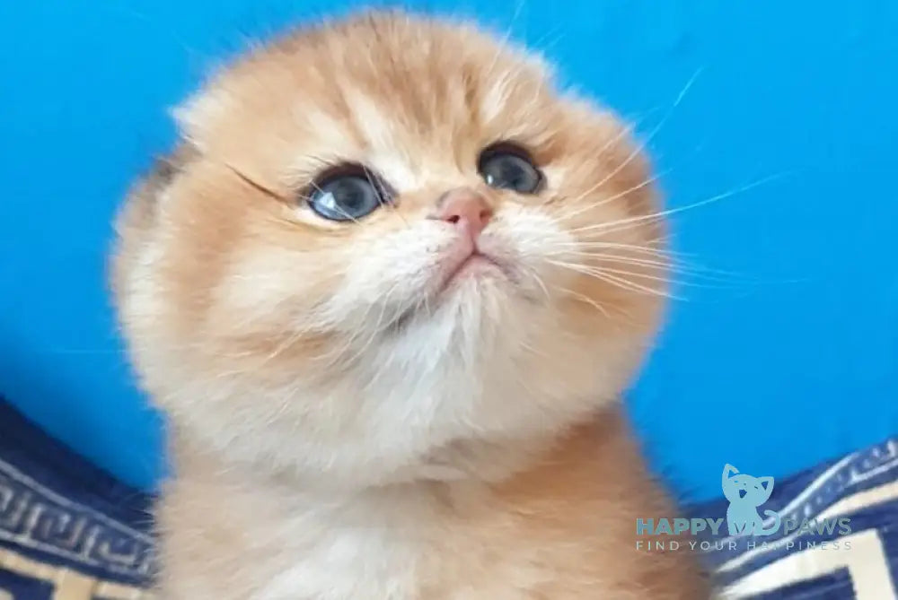 King Scottish Fold male black golden shaded - live animals