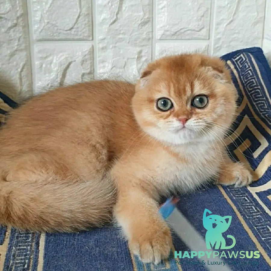 King Scottish Fold male black golden shaded - live animals