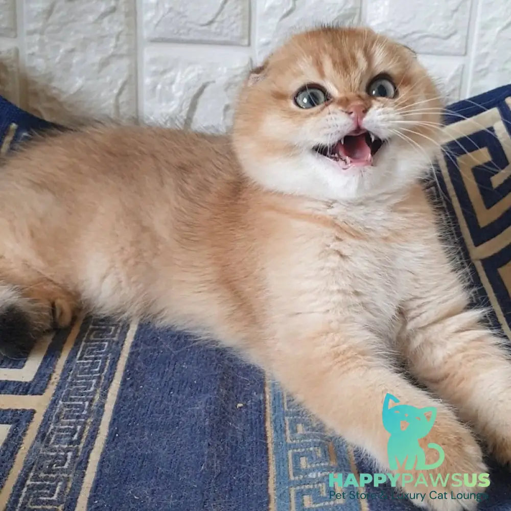 King Scottish Fold male black golden shaded - live animals