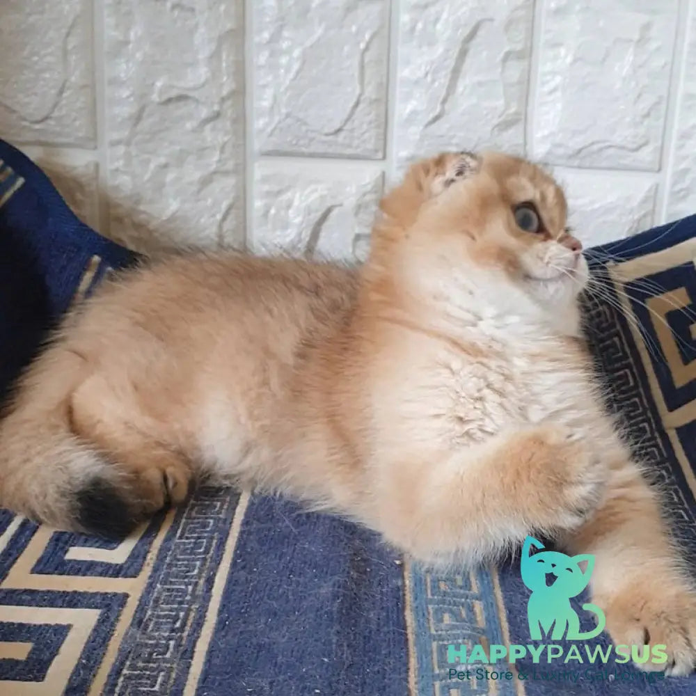 King Scottish Fold male black golden shaded - live animals