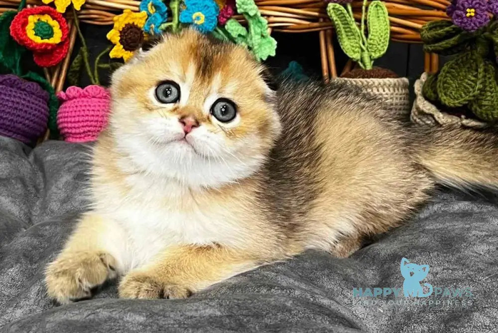 King Scottish Fold male black golden ticked tabby - live animals