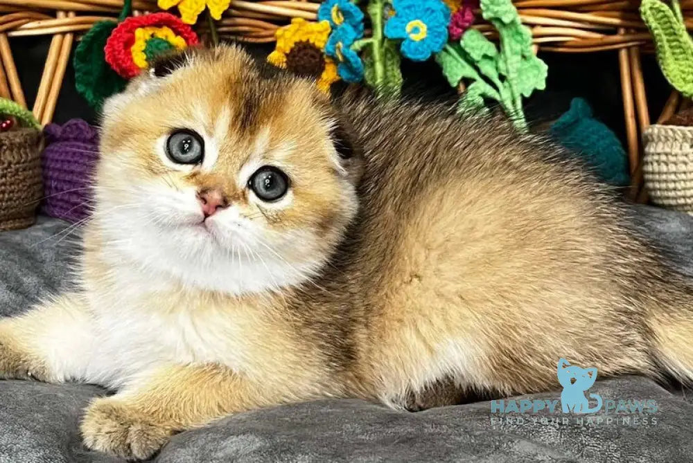 King Scottish Fold male black golden ticked tabby - live animals