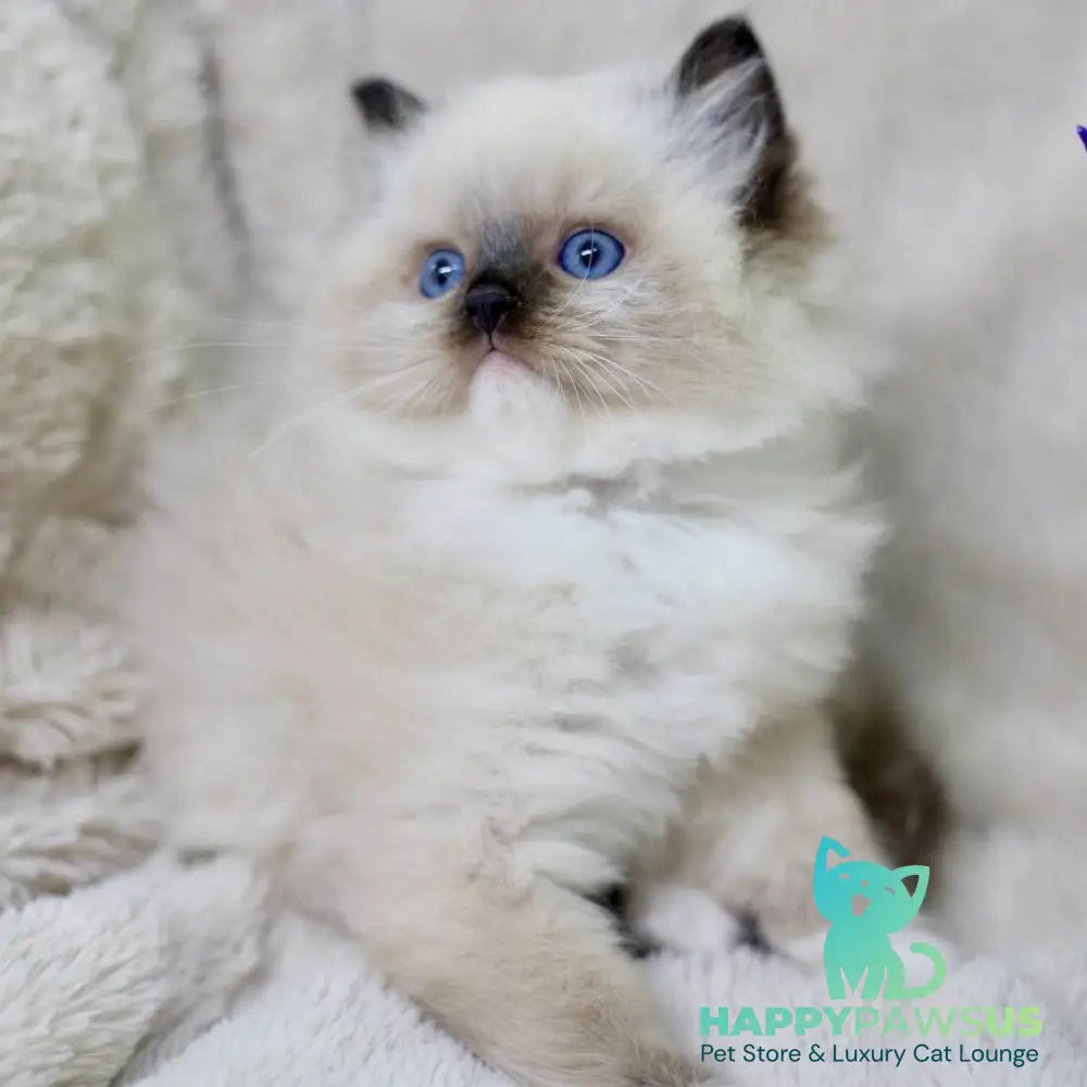 Kingston Ragdoll male black mitted - live animals