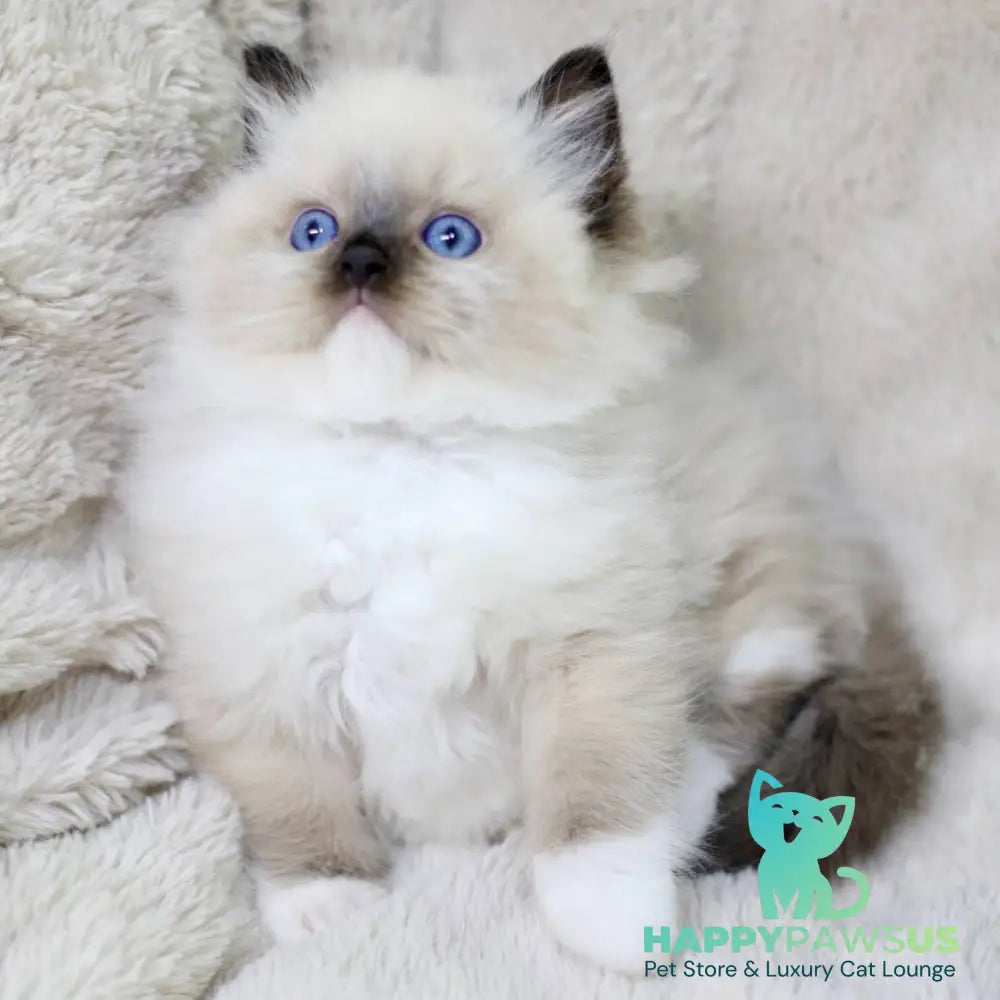 Kingston Ragdoll male black mitted - live animals
