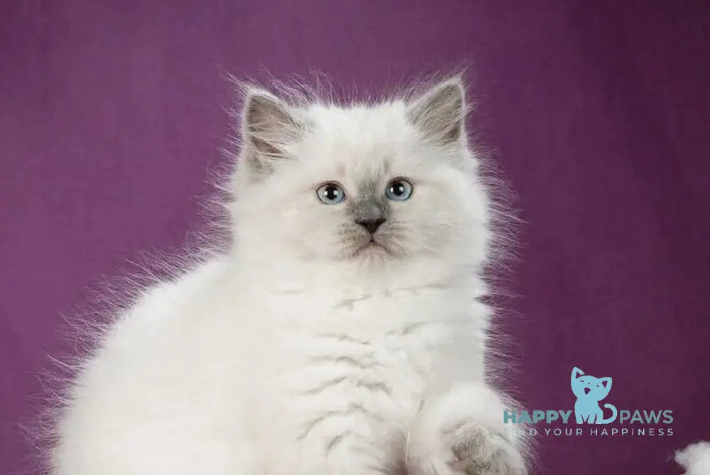 Kinza Siberian female blue pointed live animals
