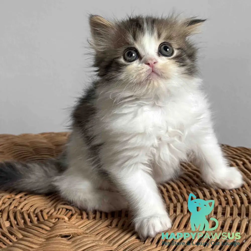 Kipish Scottish Straight male black tabby bicolour - live animals