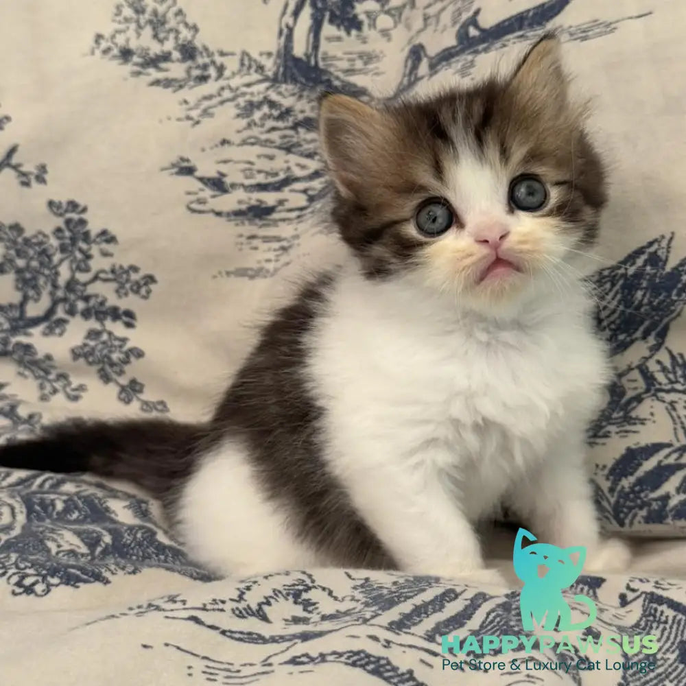 Kipish Scottish Straight male black tabby bicolour - live animals