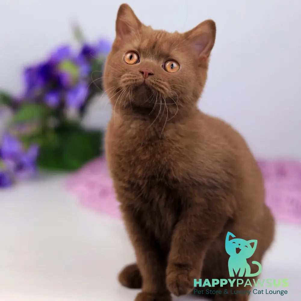 Kira British Shorthair female cinnamon - live animals