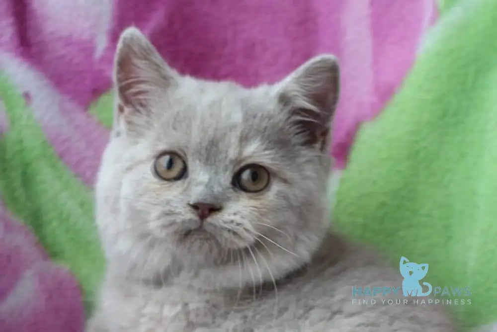 Kira British Shorthair female lilac live animals