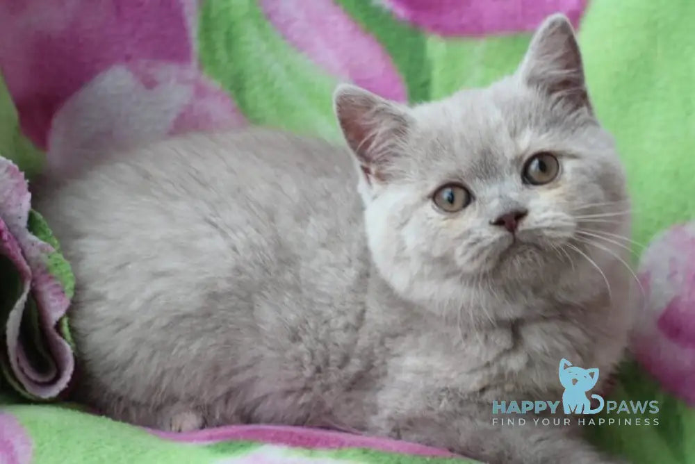 Kira British Shorthair female lilac live animals