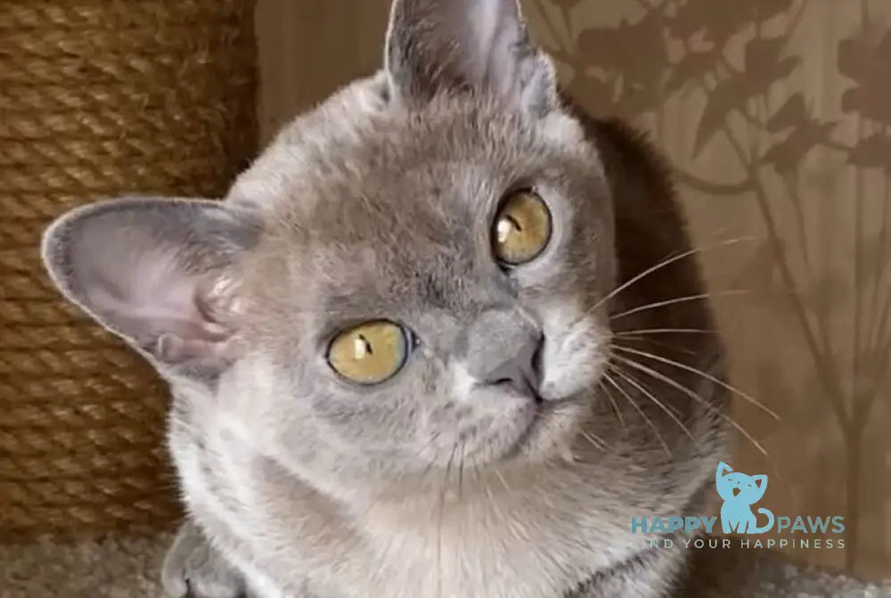 Kira Burmese female blue live animals