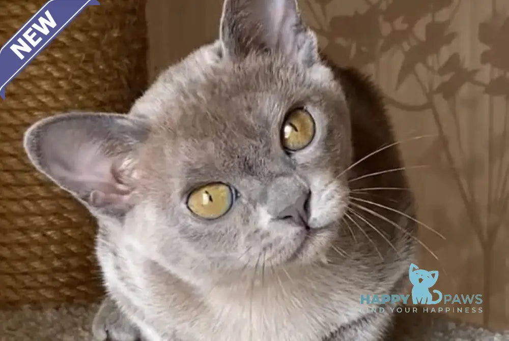 Kira Burmese female blue live animals