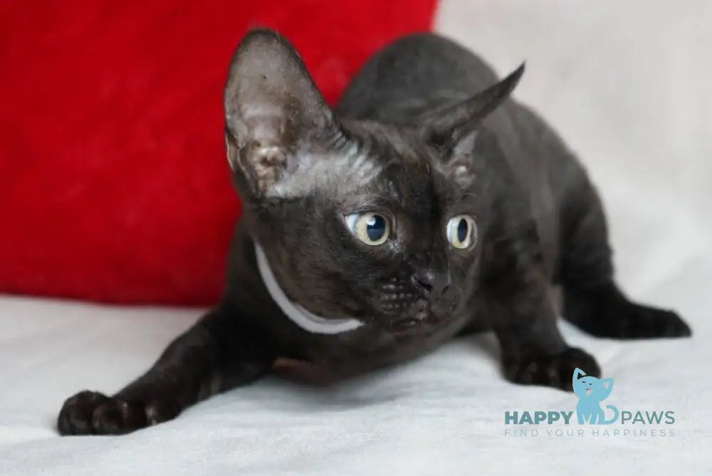 Kira Devon Rex female black - live animals