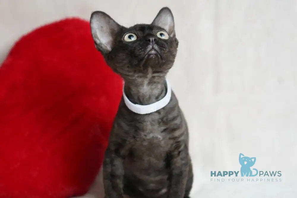 Kira Devon Rex female black - live animals