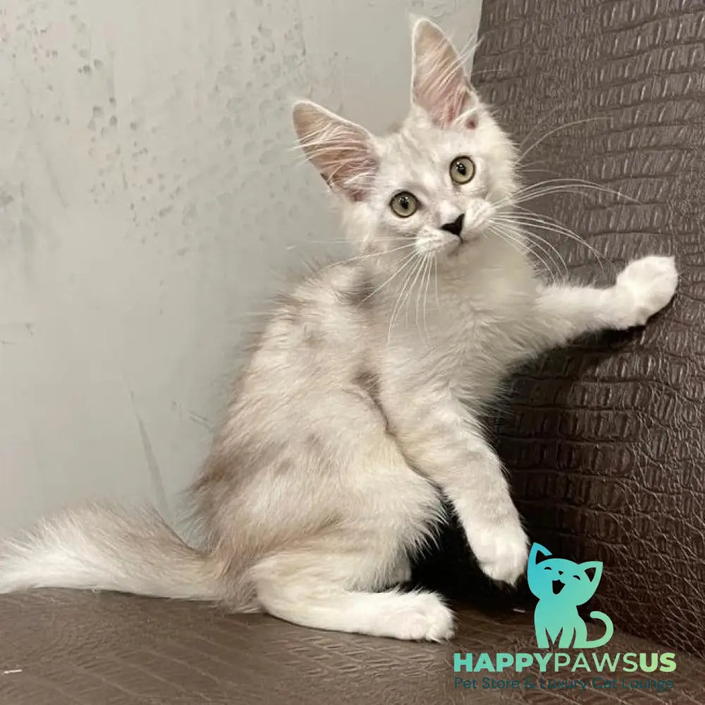 Kira Maine Coon female black silver bicolour ticked tabby - live animals