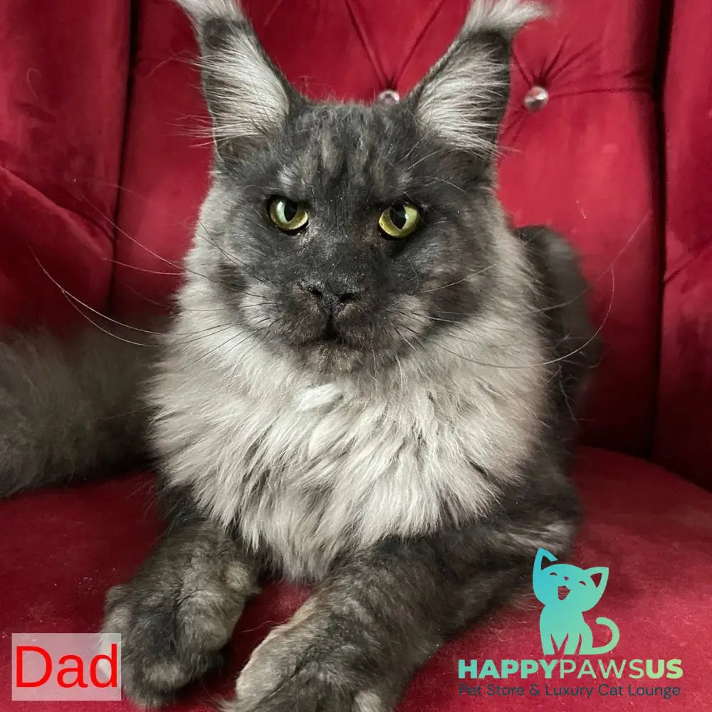 Kira Maine Coon female black silver bicolour ticked tabby - live animals