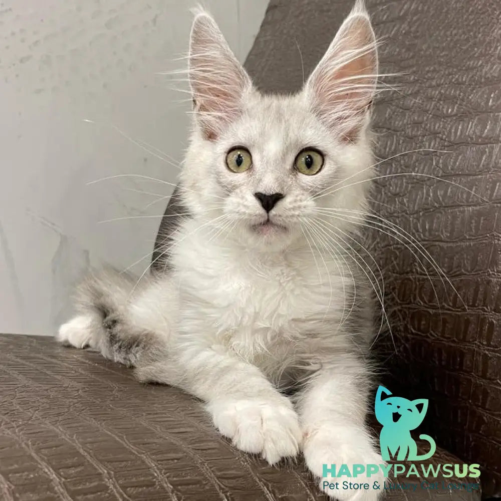 Kira Maine Coon female black silver bicolour ticked tabby - live animals