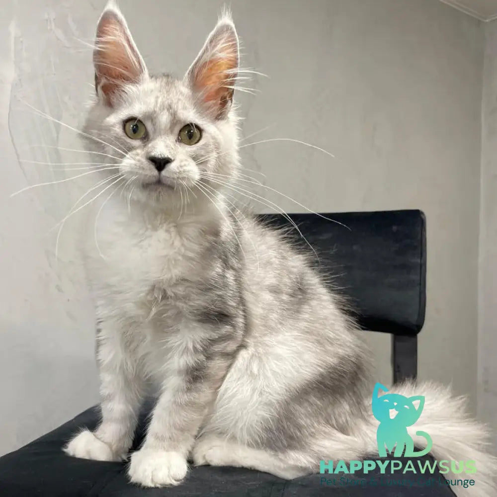 Kira Maine Coon female black silver bicolour ticked tabby - live animals