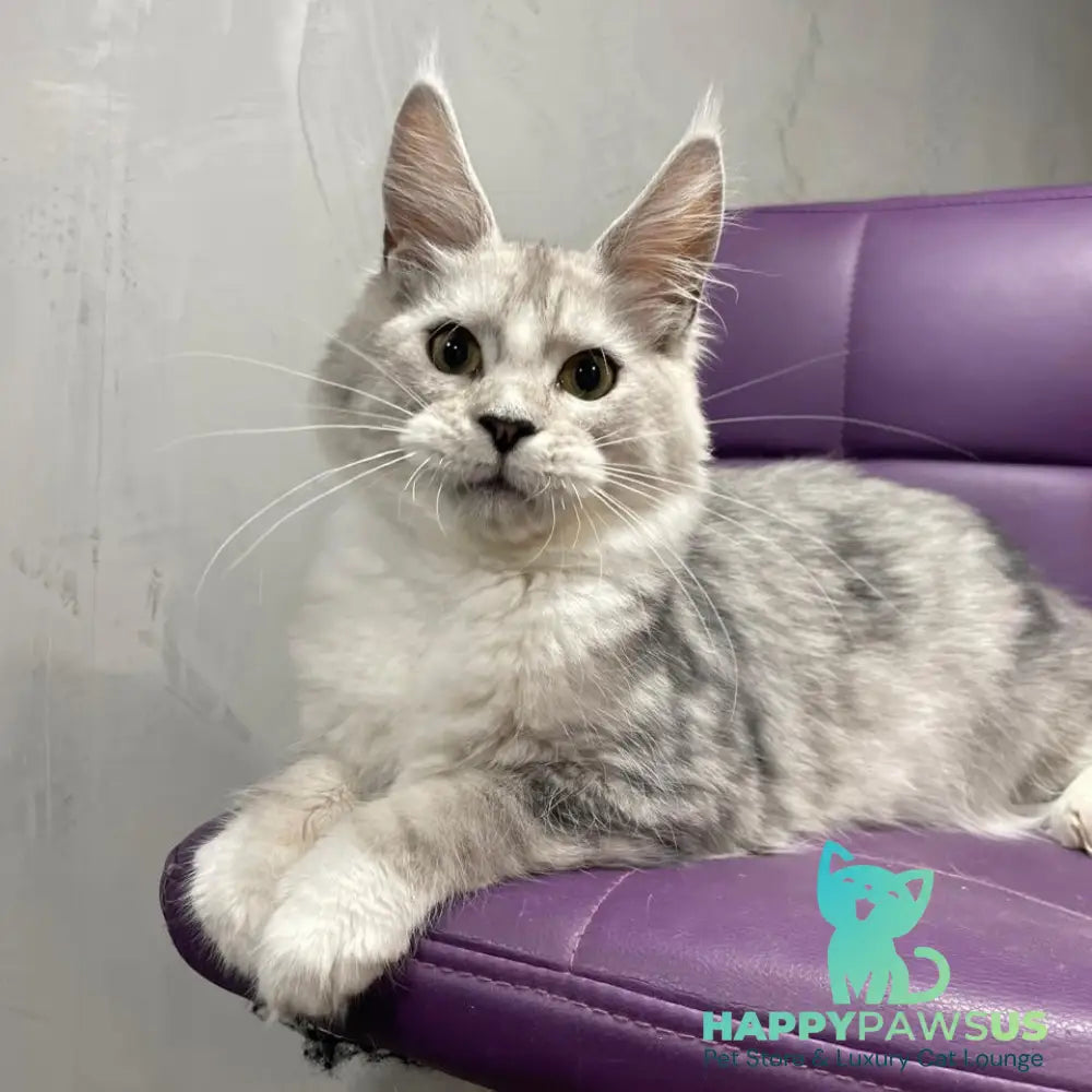 Kira Maine Coon female black silver bicolour ticked tabby - live animals