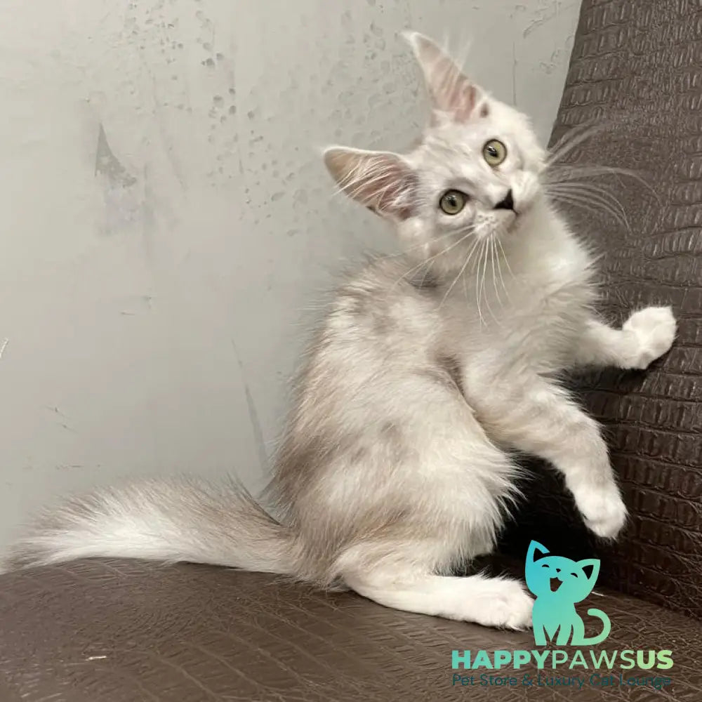 Kira Maine Coon female black silver bicolour ticked tabby - live animals