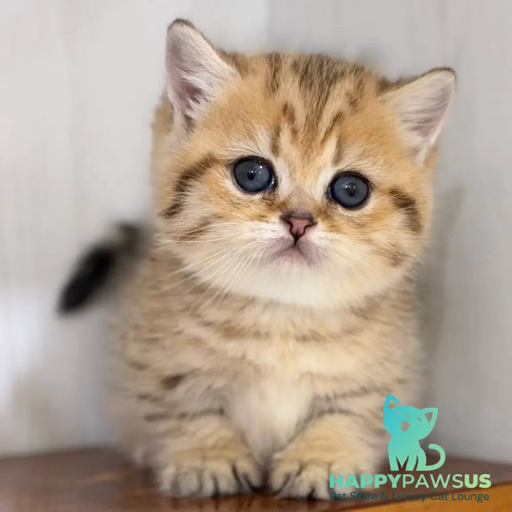 Kira Munchkin female black golden spotted tabby - live animals