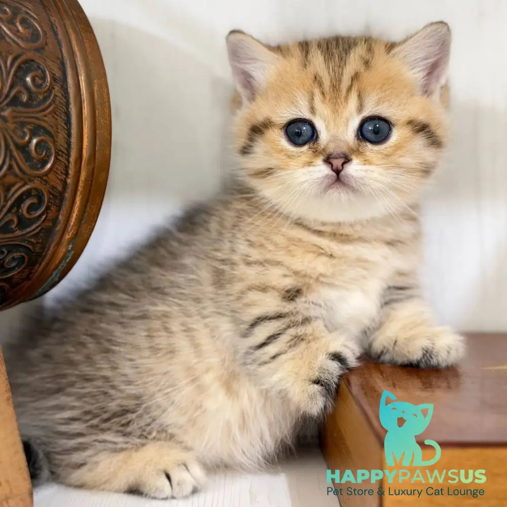 Kira Munchkin female black golden spotted tabby - live animals