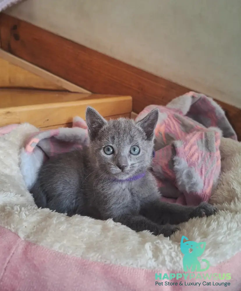 Kira Russian Blue female blue - live animals
