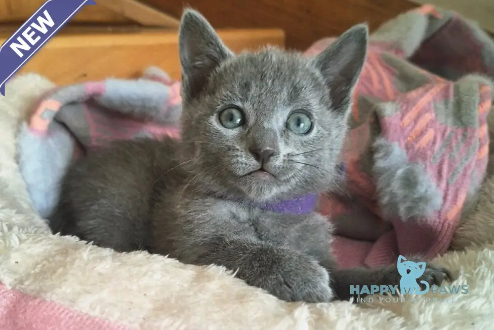 Kira Russian Blue female blue - live animals