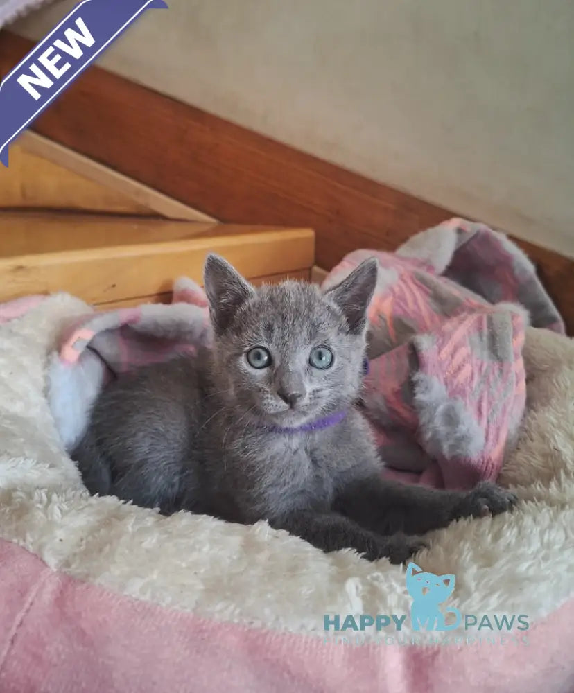Kira Russian Blue female blue - live animals