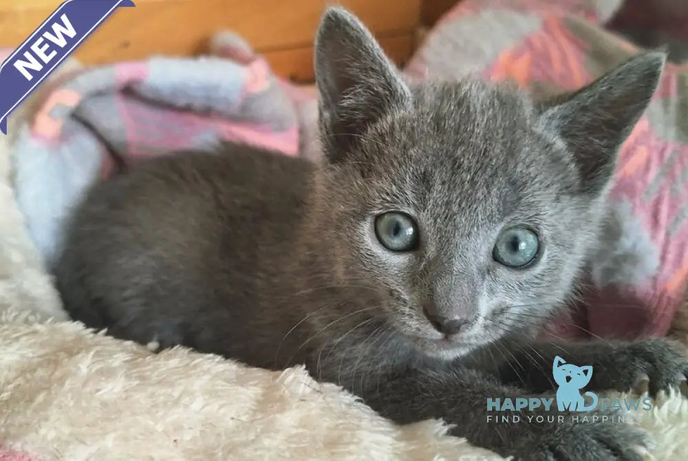 Kira Russian Blue female blue - live animals