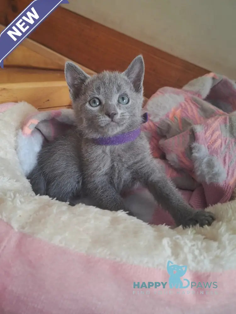 Kira Russian Blue female blue - live animals