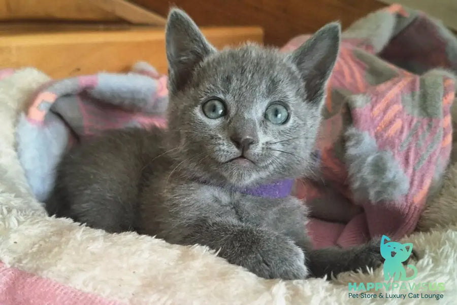 Kira Russian Blue female blue - live animals