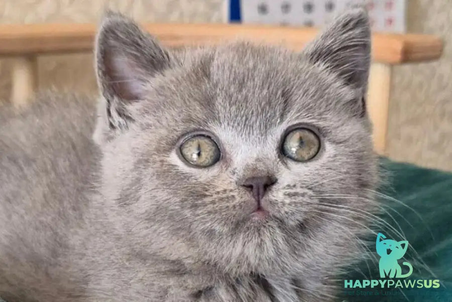 Kira Scottish Straight female blue - live animals