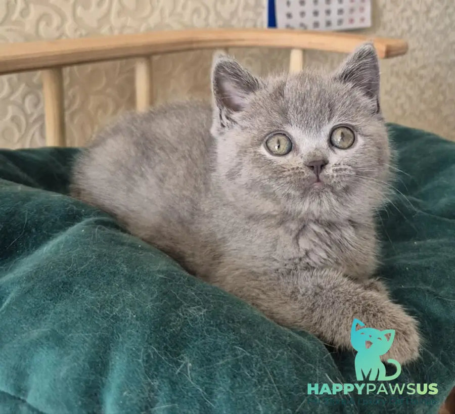 Kira Scottish Straight female blue - live animals