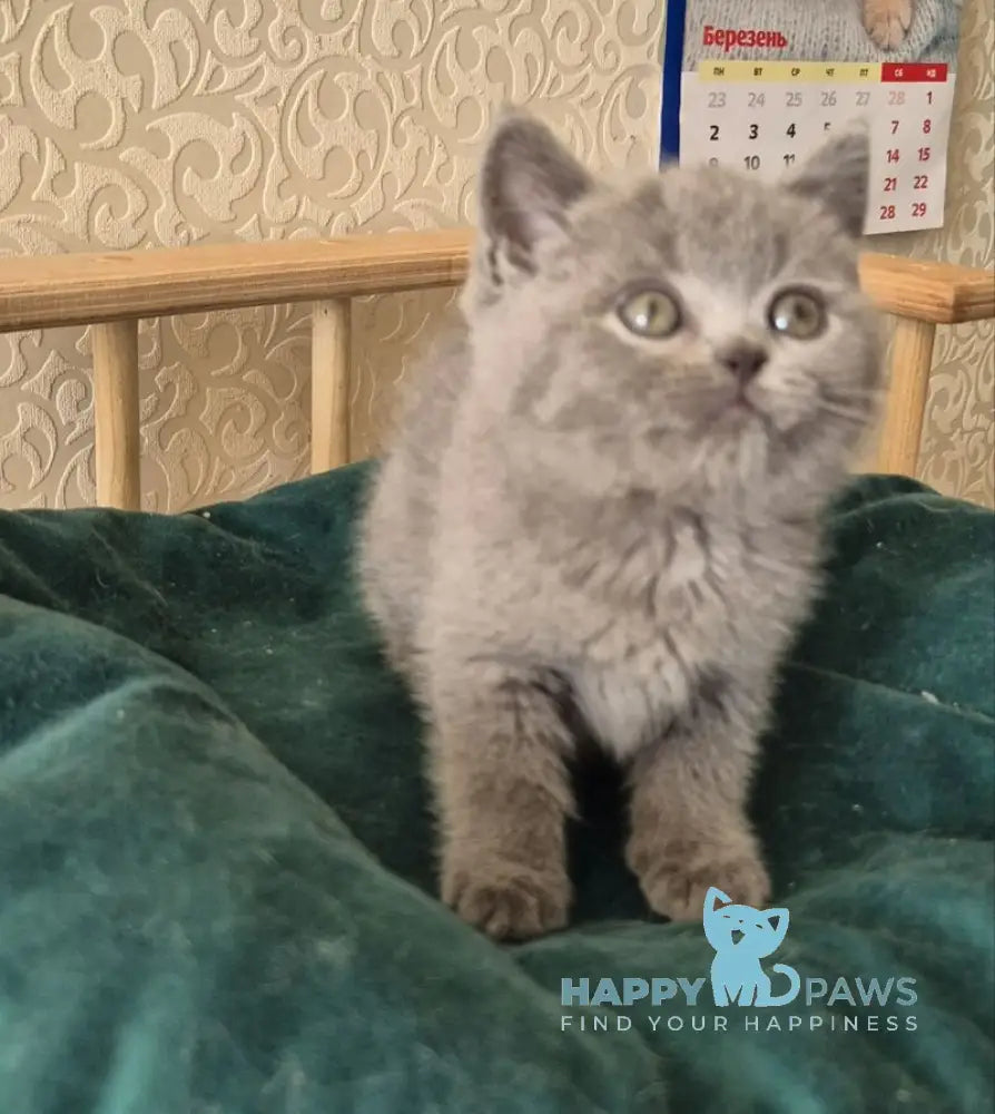 Kira Scottish Straight female blue - live animals