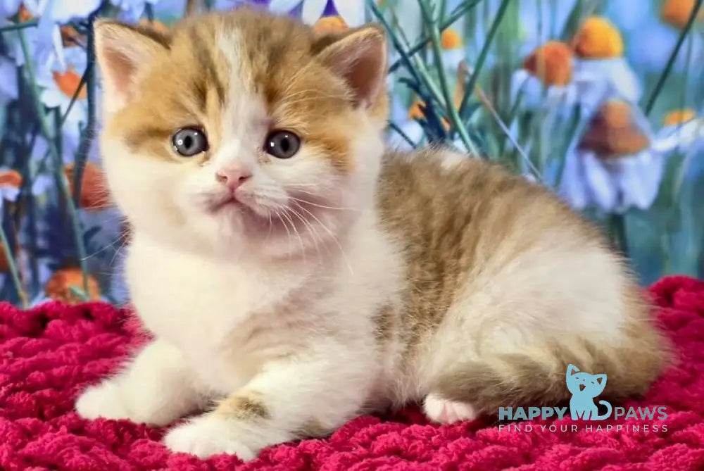 Kira Scottish Straight female cinnamon spotted tabby bicolour - live animals