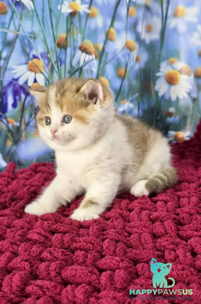 Kira Scottish Straight female cinnamon spotted tabby bicolour - live animals