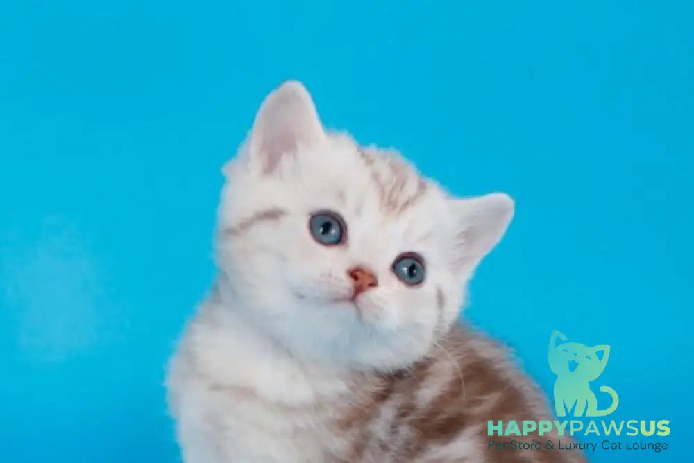 Kirana British Shorthair female chocolate silver tabby - live animals