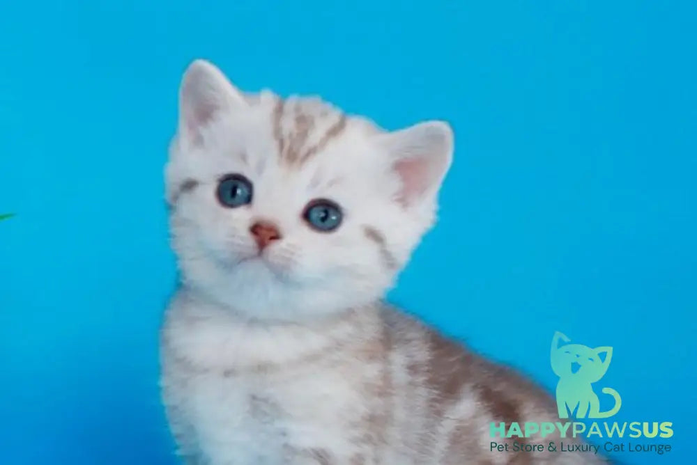 Kirana British Shorthair female chocolate silver tabby - live animals