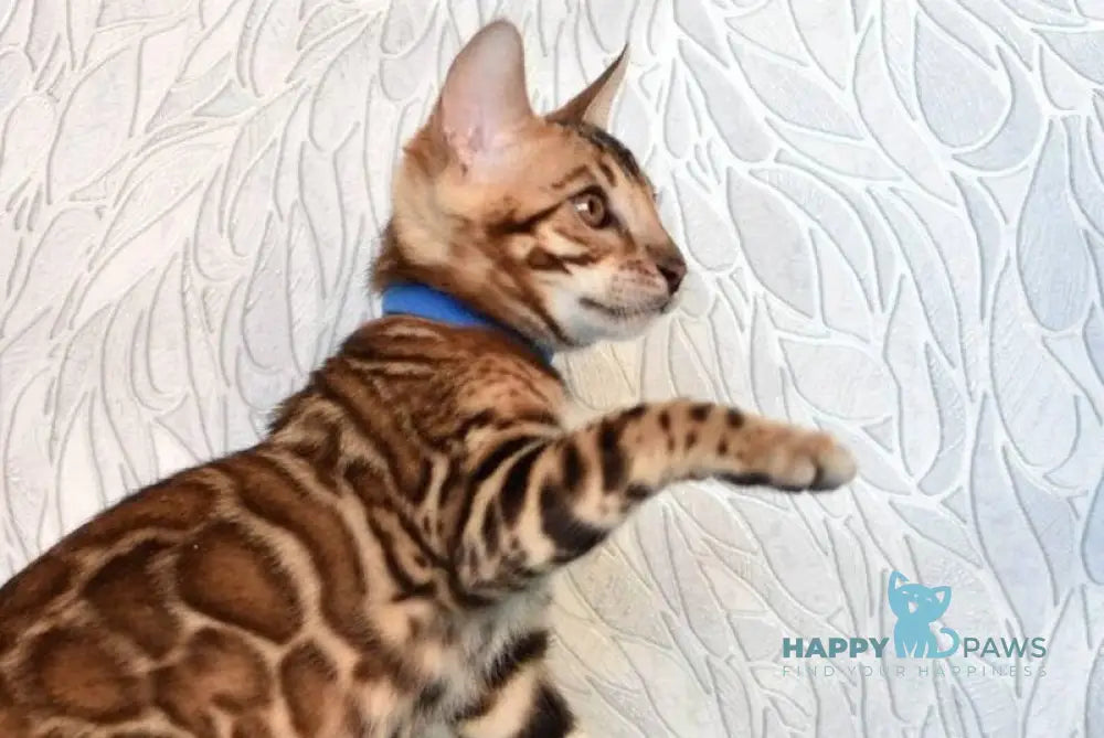 Kirby Bengal male black spotted tabby live animals