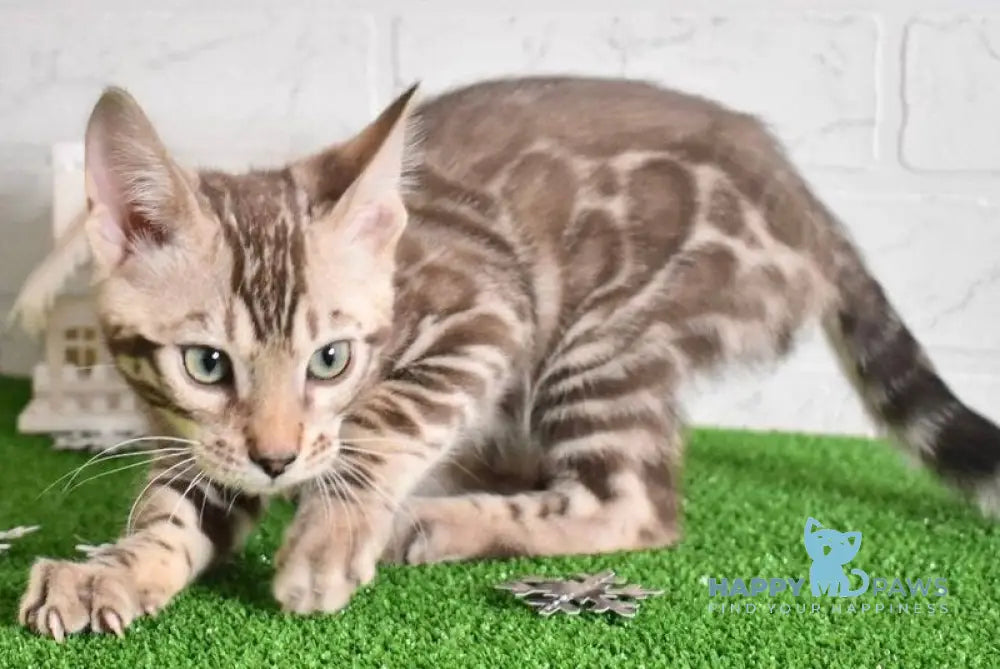 Kiri Bengal female black spotted tabby pointed live animals