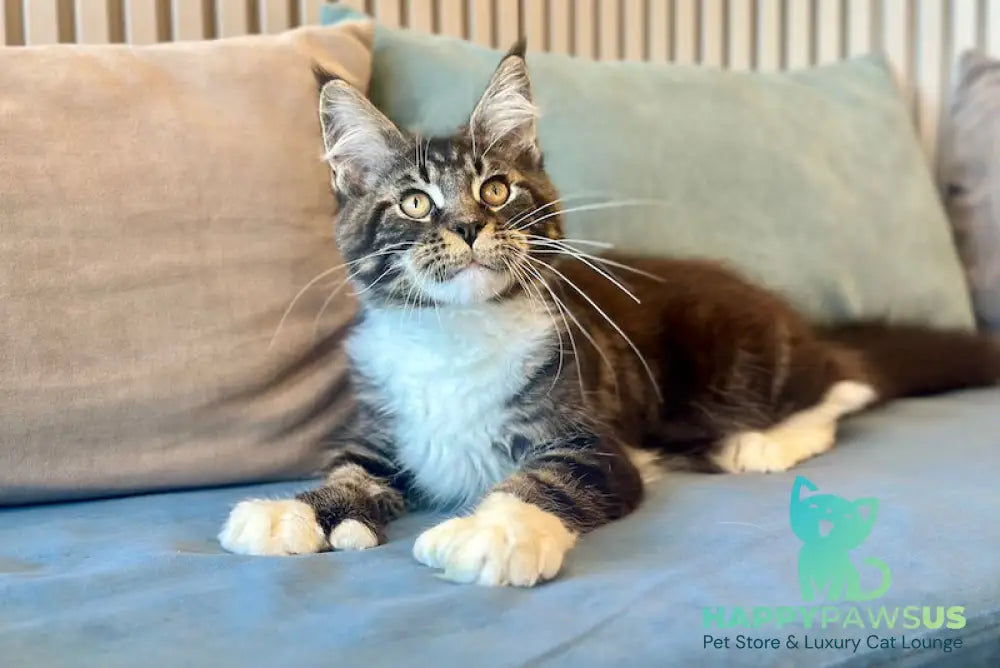 Kiril Maine Coon male black bicolor - live animals