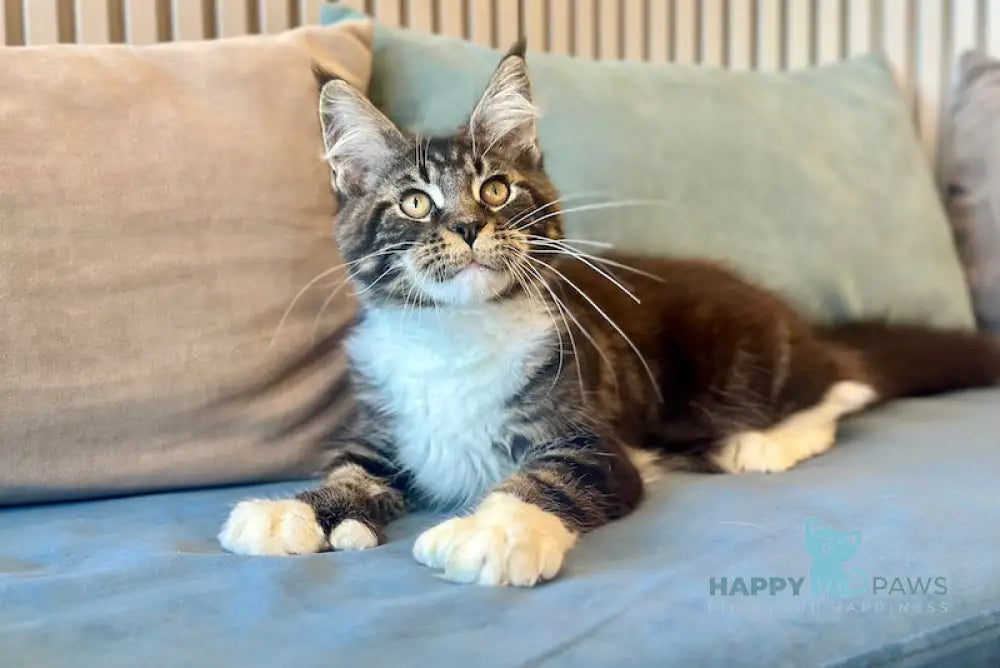 Kiril Maine Coon male black bicolor - live animals