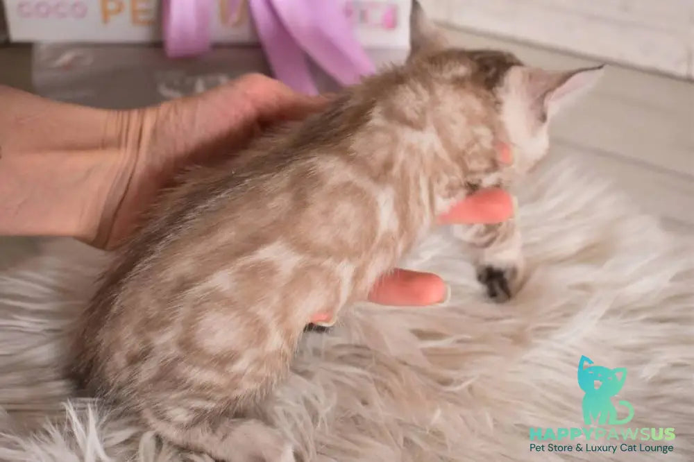 Kisa Bengal female snow mink - live animals
