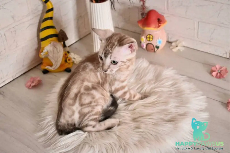 Kisa Bengal female snow mink - live animals