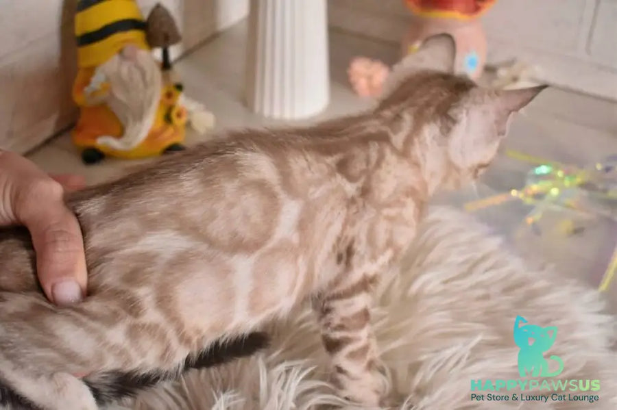 Kisa Bengal female snow mink - live animals