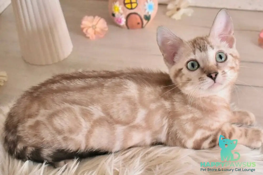 Kisa Bengal female snow mink - live animals
