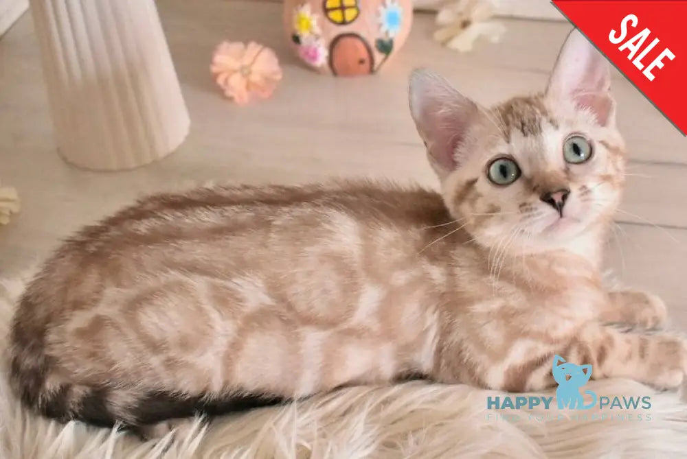 Kisa Bengal female snow mink - live animals